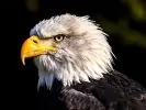 An Eagle 