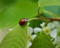 Useful Farm Insects