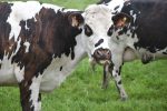 1. What are some of the most common uses for cows on a farm?